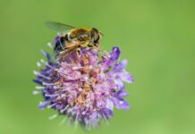 The Role Of Diet In Managing Ulcerative Colitis: Essential Tips