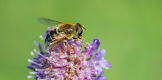 The Role Of Diet In Managing Ulcerative Colitis: Essential Tips