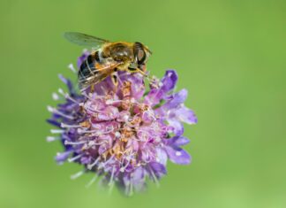 The Role Of Diet In Managing Ulcerative Colitis: Essential Tips