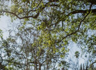 The Connection Between Trauma And Addiction: Uncover Shocking Truths