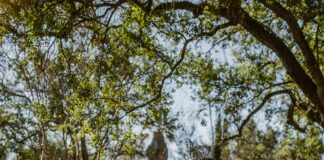 The Benefits Of Nature Walks For Reducing Depression: Discover How